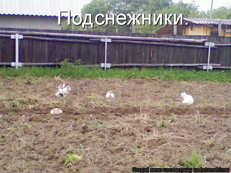 Подснежники.... Котоматрица: Подснежники.