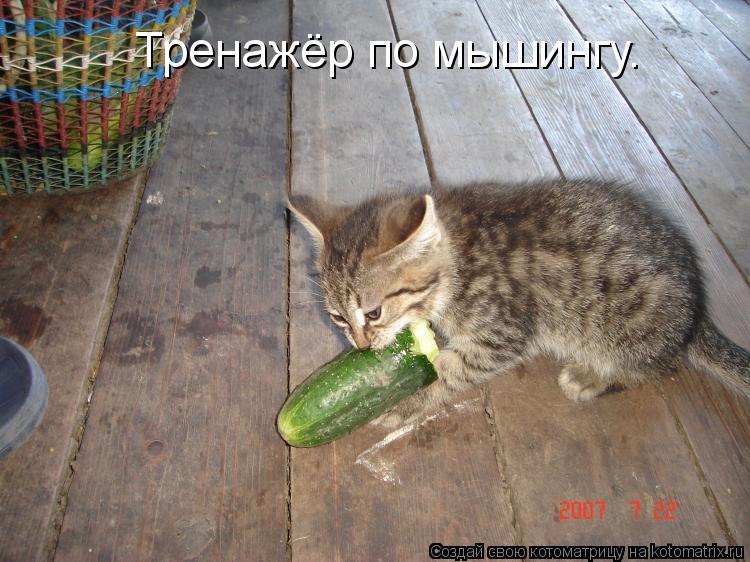 Тренажёр по мышингу.... Котоматрица: Тренажёр по мышингу.