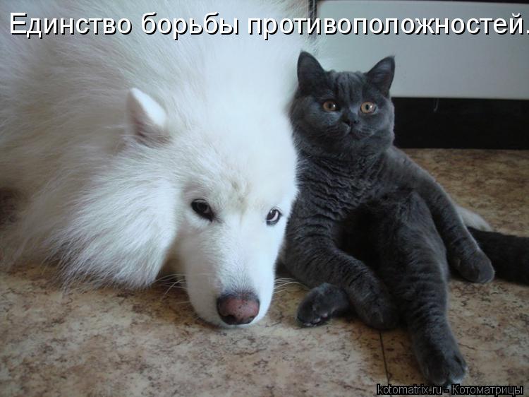 Единство борьбы противоположностей.... Котоматрица: Единство борьбы противоположностей.