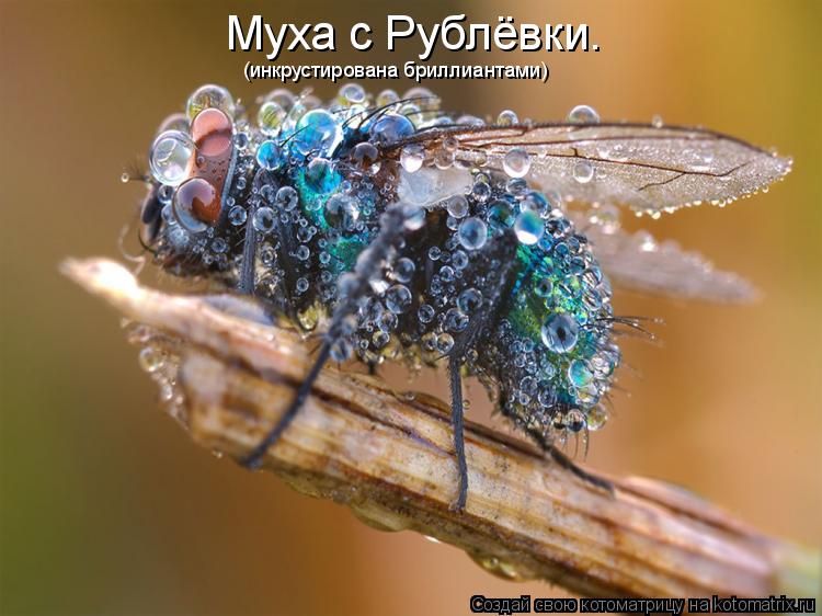 Муха с Рублёвки. (инкрустирована бриллиантами)... Котоматрица: Муха с Рублёвки. (инкрустирована бриллиантами)