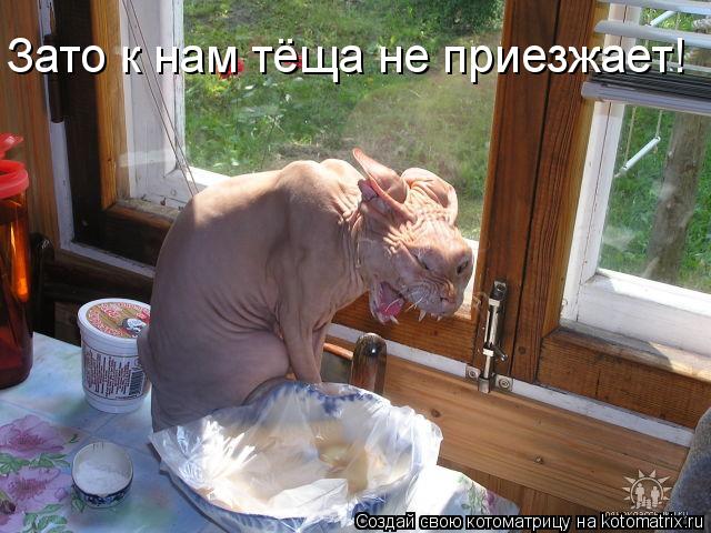 Зато к нам тёща не приезжает!... Котоматрица: Зато к нам тёща не приезжает!