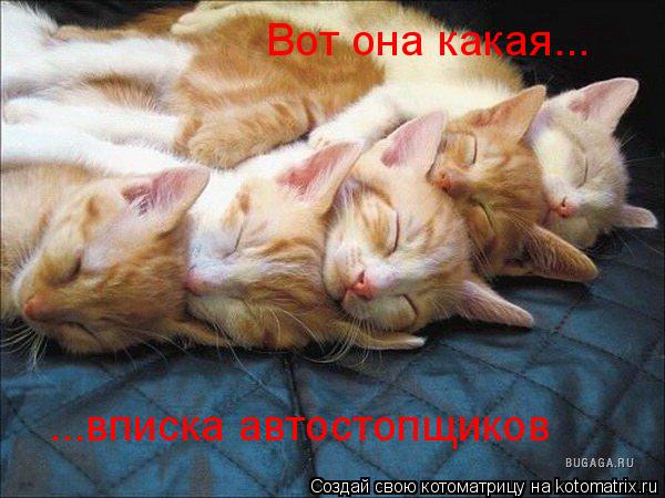 Вот она какая... ...вписка автостопщиков... Котоматрица: Вот она какая... ...вписка автостопщиков