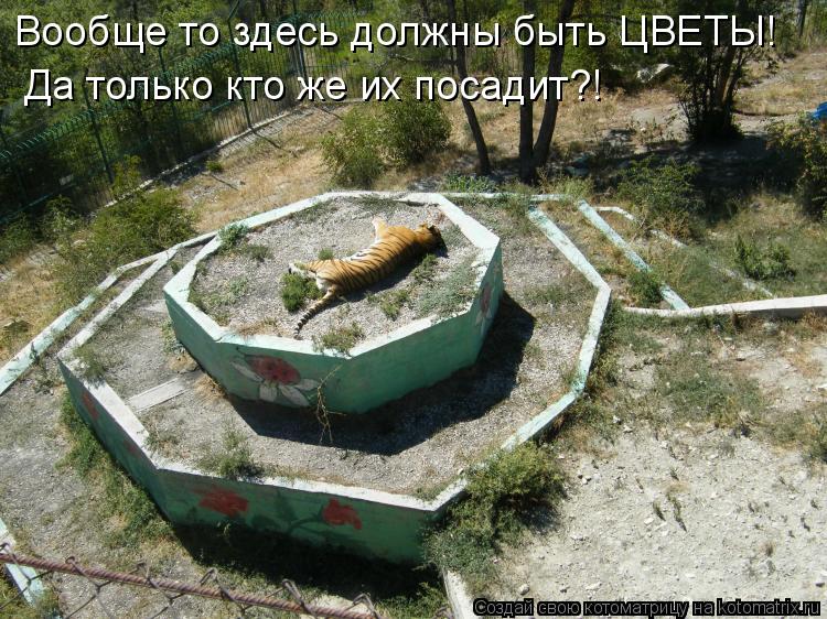 Вообще то здесь должны быть ЦВЕТЫ! Да только кто же их посадит?!... Котоматрица: Вообще то здесь должны быть ЦВЕТЫ! Да только кто же их посадит?!