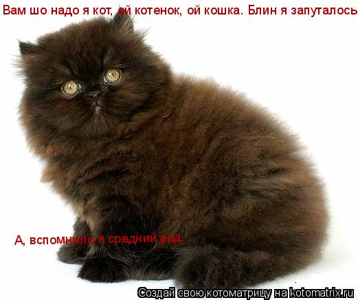 Вам шо надо я кот, ой котенок, ой кошка. Блин я запуталось А, вспомнило я средний род. Я НЛО, ну или ... Котоматрица: Вам шо надо я кот, ой котенок, ой кошка. Блин я запуталось А, вспомнило я средний род. Я НЛО, ну или с Марса прилетел. Только помыться дайте А, в
