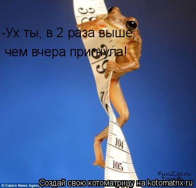 -Ух ты, в 2 раза выше, чем вчера пригнула!... Котоматрица: -Ух ты, в 2 раза выше, чем вчера пригнула!