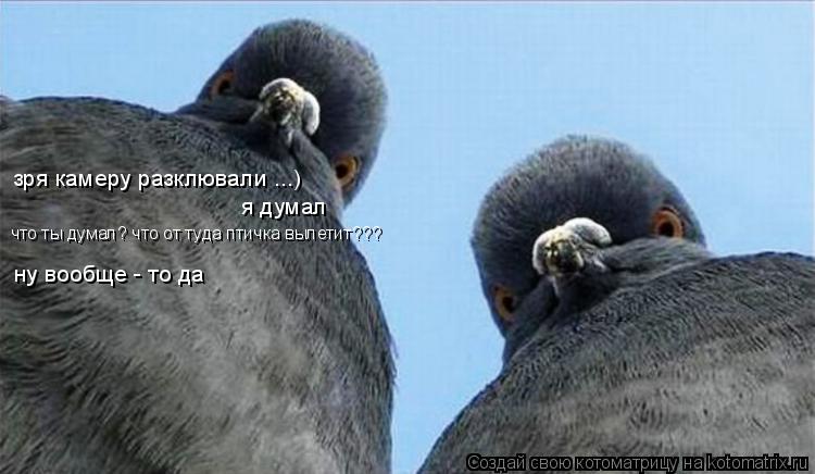 зря камеру разклювали ...) я думал что ты думал? что от туда птичка вылетит??? ну вообще - то да... Котоматрица: зря камеру разклювали ...) я думал что ты думал? что от туда птичка вылетит??? ну вообще - то да