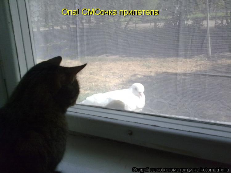 Опа! СМСочка прилетела... Котоматрица: Опа! СМСочка прилетела