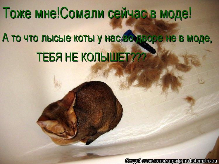 Тоже мне!Сомали сейчас в моде! А то что лысые коты у нас во дворе не в моде, ТЕБЯ НЕ КОЛЫШЕТ???... Котоматрица: Тоже мне!Сомали сейчас в моде! А то что лысые коты у нас во дворе не в моде, ТЕБЯ НЕ КОЛЫШЕТ???