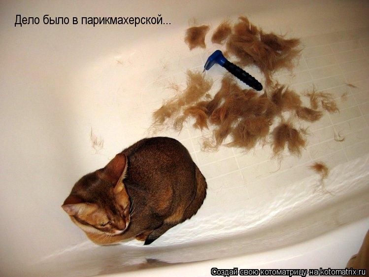 Дело было в парикмахерской...... Котоматрица: Дело было в парикмахерской...