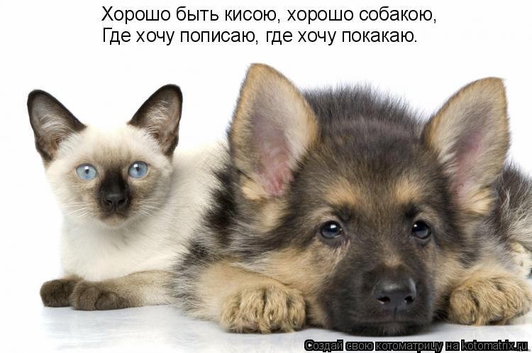 Хорошо быть кисою, хорошо собакою. Хорошо быть кисою, хорошо собакою, Где хочу пописаю, где хочу пока... Котоматрица: Хорошо быть кисою, хорошо собакою. Хорошо быть кисою, хорошо собакою, Где хочу пописаю, где хочу покакаю.