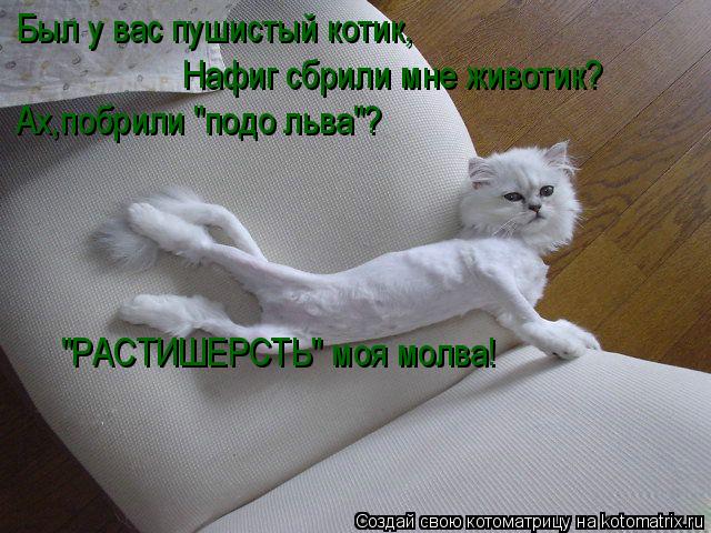 Был у вас пушистый котик, Нафиг сбрили мне животик? Ах,побрили "подо льва"? "РАСТИШЕРСТЬ" моя молва!... Котоматрица: Был у вас пушистый котик, Нафиг сбрили мне животик? Ах,побрили "подо льва"? "РАСТИШЕРСТЬ" моя молва!