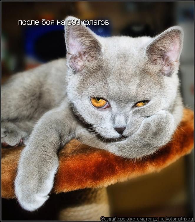 после боя на 999 флагов... Котоматрица: после боя на 999 флагов