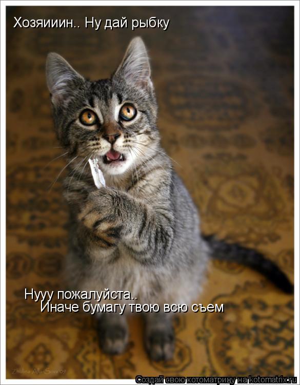 Хозяииин.. Ну дай рыбку Нууу пожалуйста.. Иначе бумагу твою всю съем Нууу пожалуйста.. Иначе бумагу ... Котоматрица: Хозяииин.. Ну дай рыбку Нууу пожалуйста.. Иначе бумагу твою всю съем Нууу пожалуйста.. Иначе бумагу твою всю съем