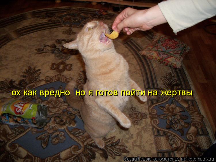 ох как вредно но я готов пойти на жертвы... Котоматрица: ох как вредно но я готов пойти на жертвы