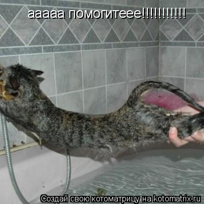 ааааа помогитеее!!!!!!!!!!!... Котоматрица: ааааа помогитеее!!!!!!!!!!!