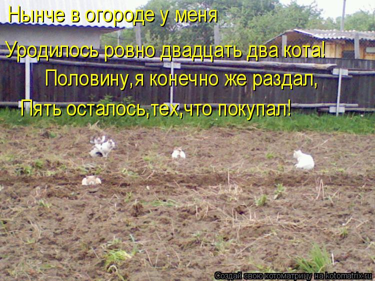 Нынче в огороде у меня Уродилось ровно двадцать два кота! Половину,я конечно же раздал, Пять осталось... Котоматрица: Нынче в огороде у меня Уродилось ровно двадцать два кота! Половину,я конечно же раздал, Пять осталось,тех,что покупал!