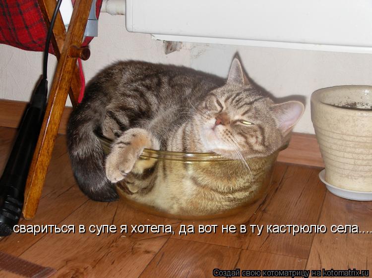 свариться в супе я хотела, да вот не в ту кастрюлю села....... Котоматрица: свариться в супе я хотела, да вот не в ту кастрюлю села....
