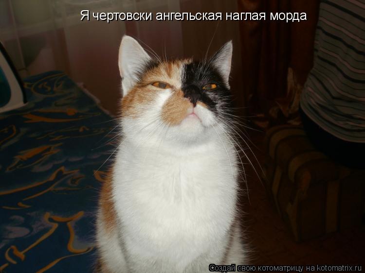 Я чертовски ангельская наглая морда... Котоматрица: Я чертовски ангельская наглая морда