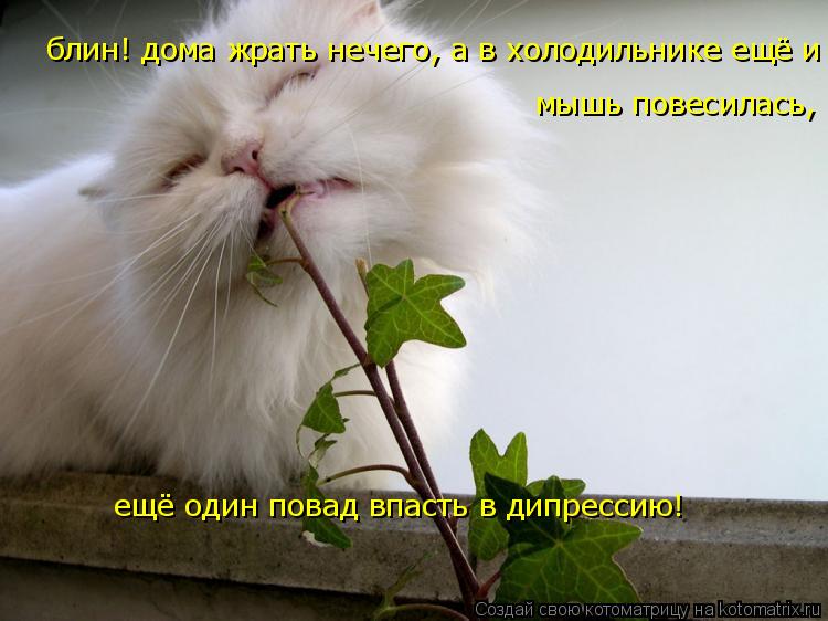 блин! дома жрать нечего, а в холодильнике ещё и мышь повесилась, ещё один повад впасть в дипрессию! ... Котоматрица: блин! дома жрать нечего, а в холодильнике ещё и мышь повесилась, ещё один повад впасть в дипрессию! мышь повесилась, ещё один повад впасть в