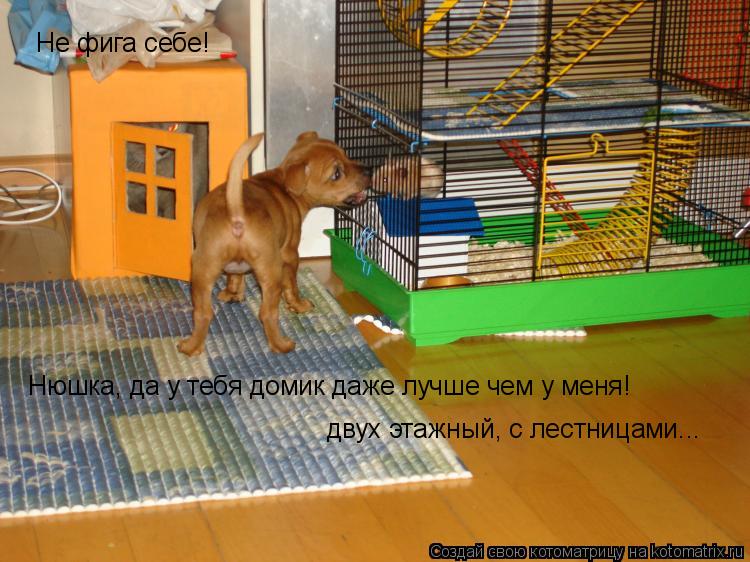Не фига себе! Нюшка, да у тебя домик даже лучше чем у меня! двух этажный, с лестницами...... Котоматрица: Не фига себе! Нюшка, да у тебя домик даже лучше чем у меня! двух этажный, с лестницами...