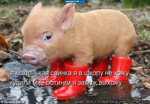 я маленькая свинка я в школу не хожу купили мне ботинки я замуж выхожу... Котоматрица: я маленькая свинка я в школу не хожу купили мне ботинки я замуж выхожу