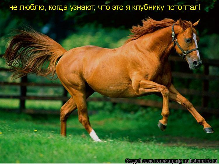 не люблю, когда узнают, что это я клубнику потоптал!... Котоматрица: не люблю, когда узнают, что это я клубнику потоптал!