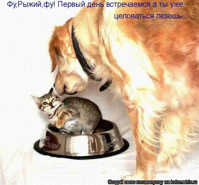 Фу,Рыжий,фу! Первый день встречаемся а ты уже целоваться лезешь...... Котоматрица: Фу,Рыжий,фу! Первый день встречаемся а ты уже целоваться лезешь...