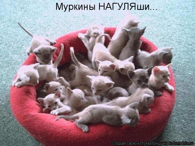 Муркины НАГУЛЯши...... Котоматрица: Муркины НАГУЛЯши...