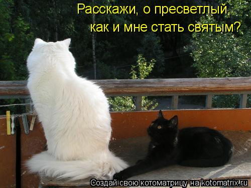 Расскажи, о пресветлый, как и мне стать святым?... Котоматрица: Расскажи, о пресветлый, как и мне стать святым?