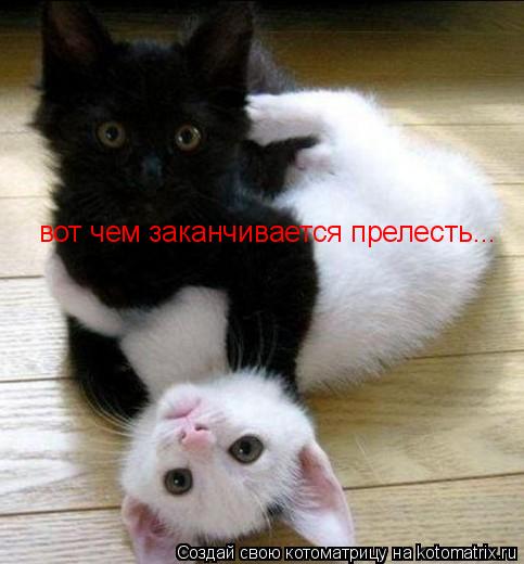вот чем заканчивается прелесть...... Котоматрица: вот чем заканчивается прелесть...