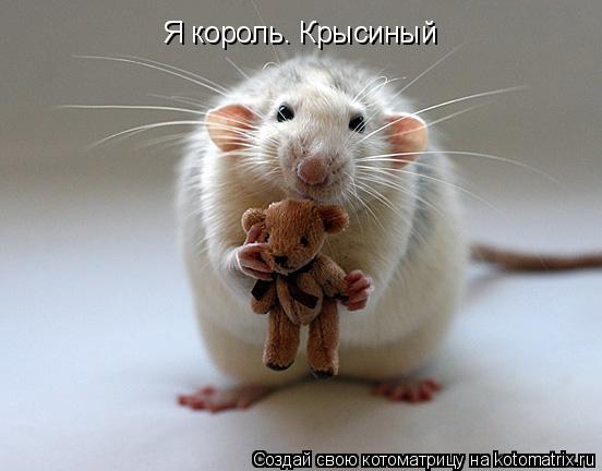 Я король. Крысиный... Котоматрица: Я король. Крысиный