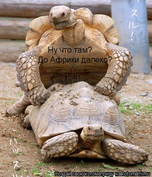 Ну что там? До Африки далеко?... Котоматрица: Ну что там? До Африки далеко?