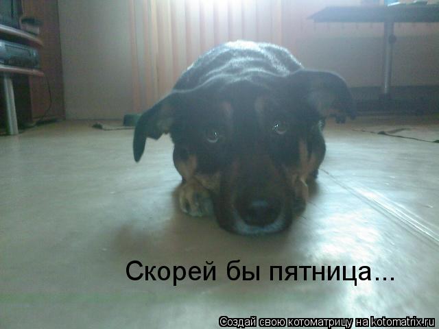 Скорей бы пятница...... Котоматрица: Скорей бы пятница...