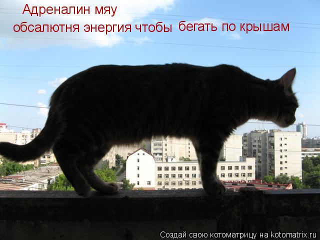 Адреналин мяу обсалютня энергия чтобы бегать по крышам... Котоматрица: Адреналин мяу обсалютня энергия чтобы бегать по крышам
