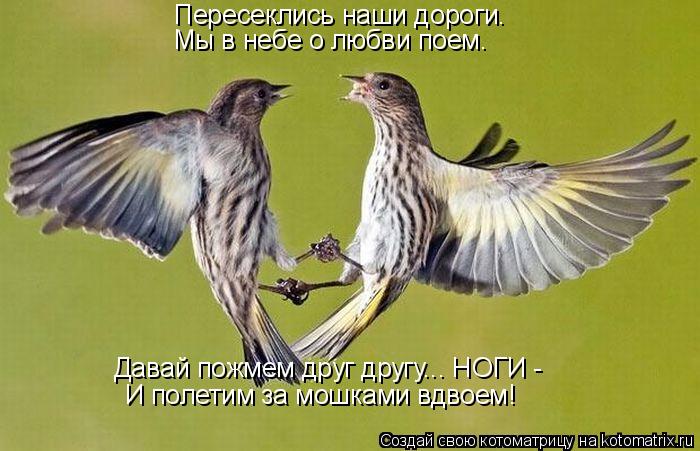 Пересеклись наши дороги. Мы в небе о любви поем. Давай пожмем друг другу... НОГИ - И полетим за мошк... Котоматрица: Пересеклись наши дороги. Мы в небе о любви поем. Давай пожмем друг другу... НОГИ - И полетим за мошками вдвоем!