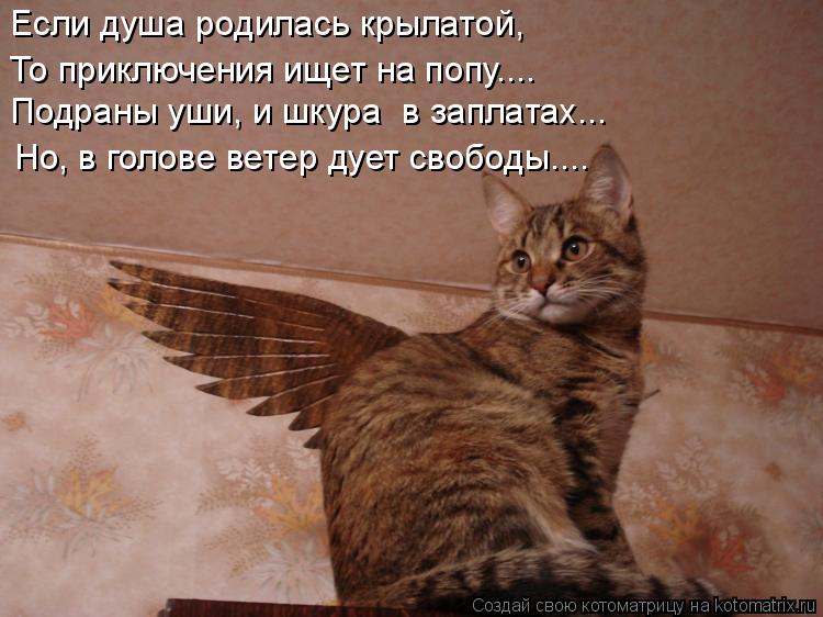 Если душа родилась крылатой, То приключения ищет на попу.... Но, в голове ветер дует свободы.... Подр... Котоматрица: Если душа родилась крылатой, То приключения ищет на попу.... Но, в голове ветер дует свободы.... Подраны уши, и шкура в заплатах...