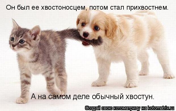 Он был ее хвостоносцем, потом стал прихвостнем. А на самом деле обычный хвостун.... Котоматрица: Он был ее хвостоносцем, потом стал прихвостнем. А на самом деле обычный хвостун.
