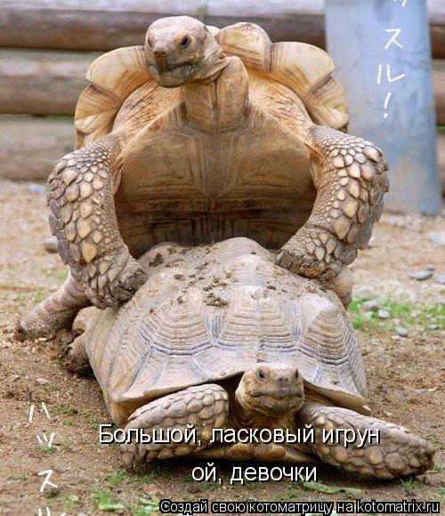 Большой, ласковый игрун ой, девочки... Котоматрица: Большой, ласковый игрун ой, девочки
