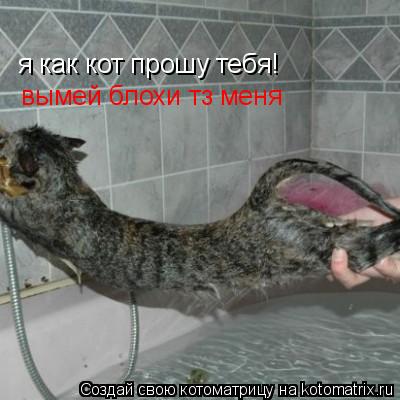 я как кот прошу тебя! вымей блохи тз меня... Котоматрица: я как кот прошу тебя! вымей блохи тз меня