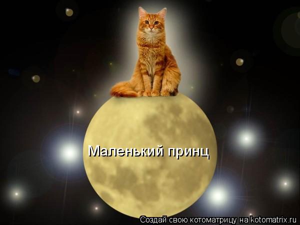 Маленький принц... Котоматрица: Маленький принц