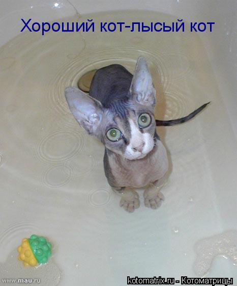 Хороший кот-лысый кот... Котоматрица: Хороший кот-лысый кот