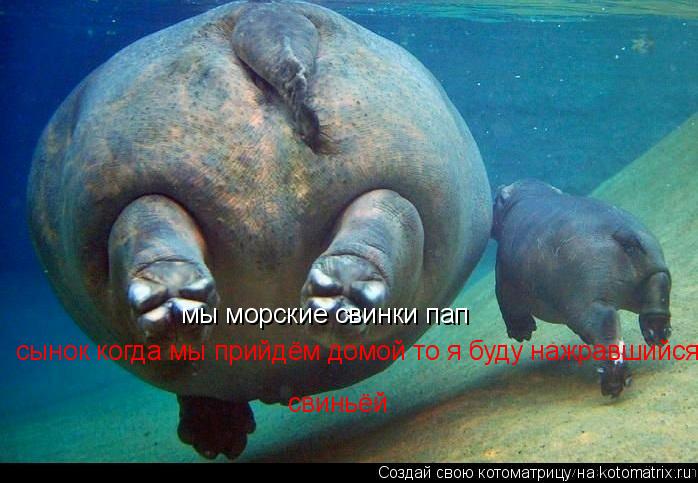 мы морские свинки пап сынок когда мы прийдём домой то я буду нажравшийся свиньёй свиньёй... Котоматрица: мы морские свинки пап сынок когда мы прийдём домой то я буду нажравшийся свиньёй свиньёй