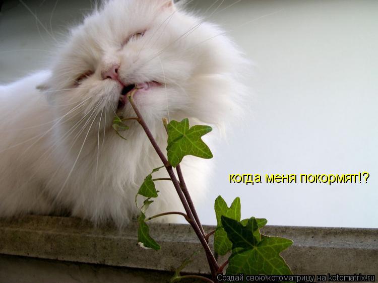 когда меня покормят!?... Котоматрица: когда меня покормят!?