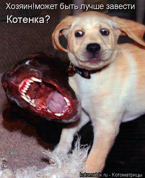 Хозяин!может быть лучше завести Котенка?... Котоматрица: Хозяин!может быть лучше завести Котенка?