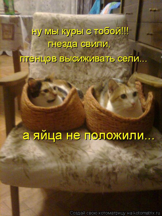 ну мы куры с тобой!!! а яйца не положили... гнезда свили, птенцов высиживать сели...... Котоматрица: ну мы куры с тобой!!! а яйца не положили... гнезда свили, птенцов высиживать сели...
