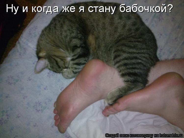 Ну и когда же я стану бабочкой?... Котоматрица: Ну и когда же я стану бабочкой?
