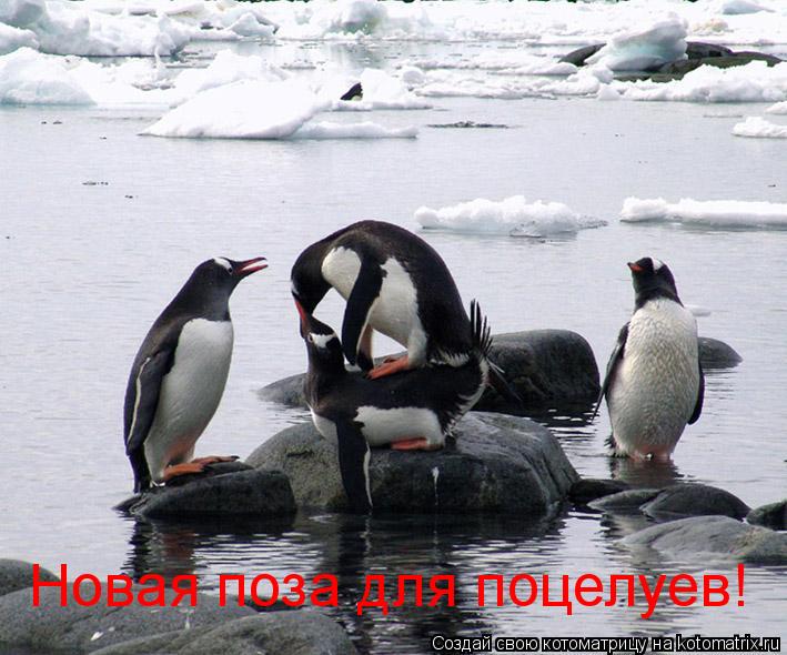 Новая поза для поцелуев!... Котоматрица: Новая поза для поцелуев!