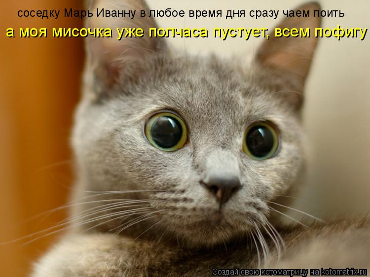 соседку Марь Иванну в любое время дня сразу чаем поить а моя мисочка уже полчаса пустует, всем пофигу... Котоматрица: соседку Марь Иванну в любое время дня сразу чаем поить а моя мисочка уже полчаса пустует, всем пофигу