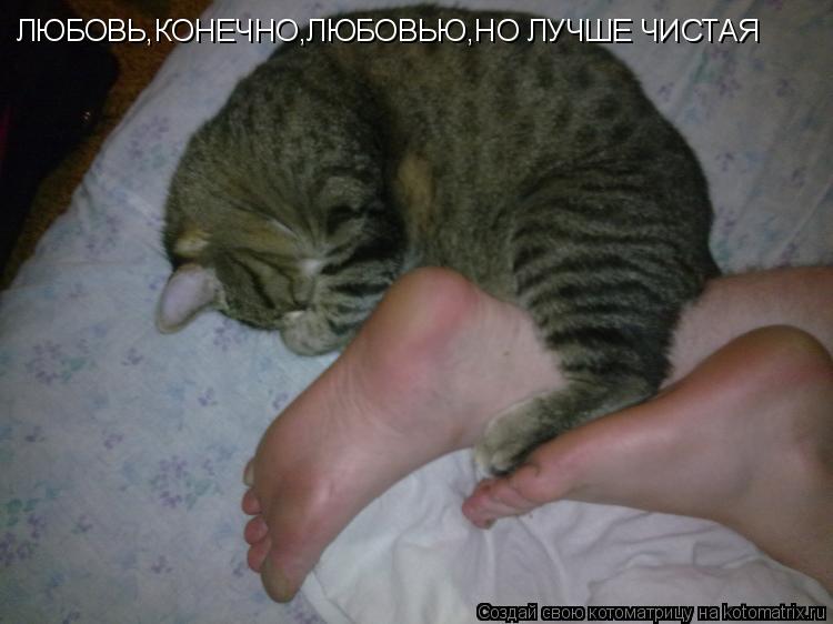 ЛЮБОВЬ,КОНЕЧНО,ЛЮБОВЬЮ,НО ЛУЧШЕ ЧИСТАЯ... Котоматрица: ЛЮБОВЬ,КОНЕЧНО,ЛЮБОВЬЮ,НО ЛУЧШЕ ЧИСТАЯ