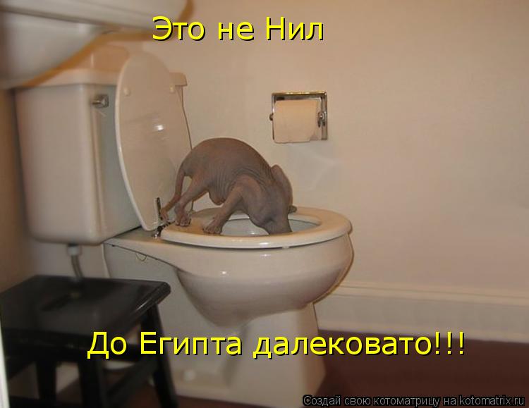 До Египта далековато!!! Это не Нил... Котоматрица: До Египта далековато!!! Это не Нил